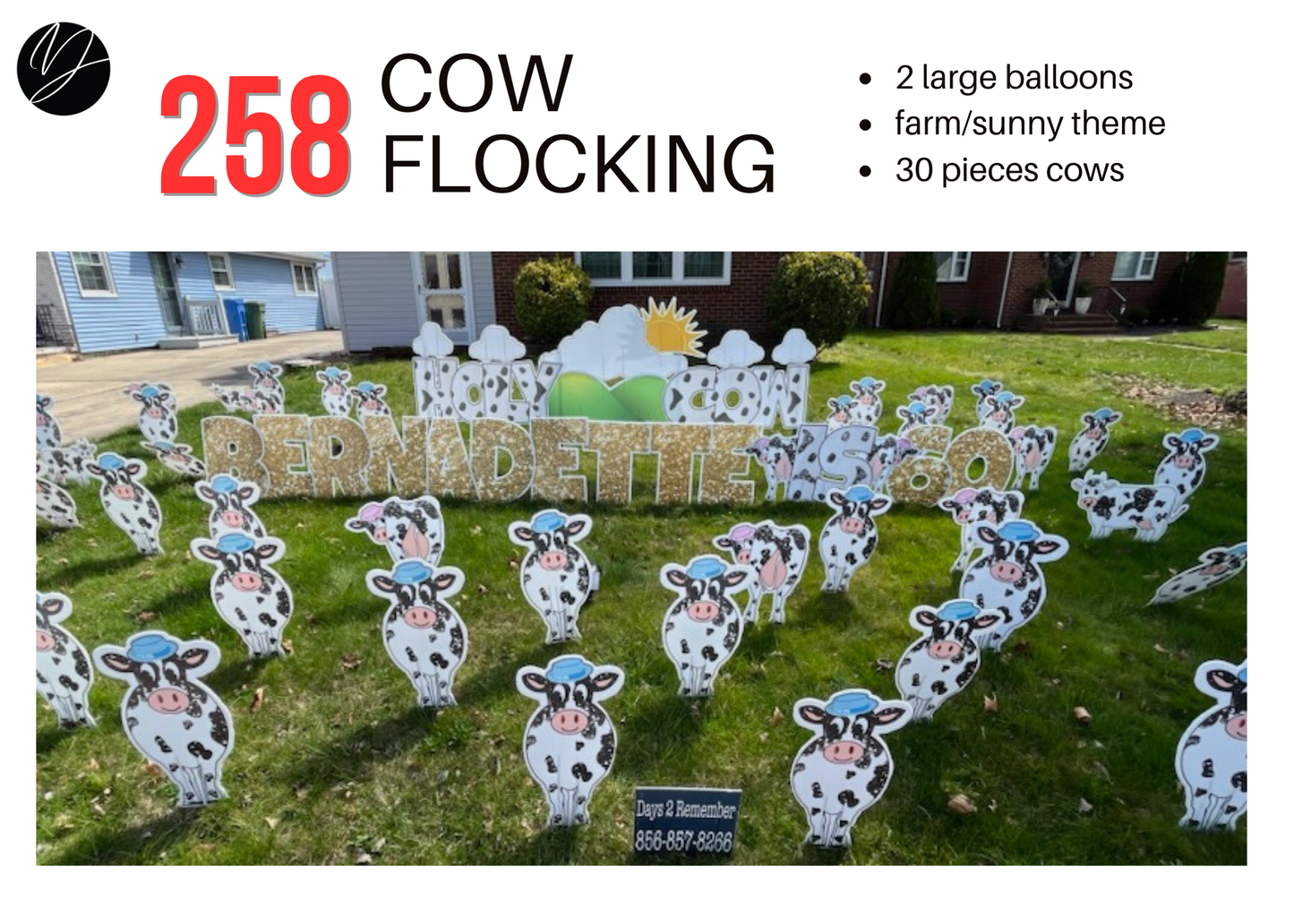 258 Cow Flocking